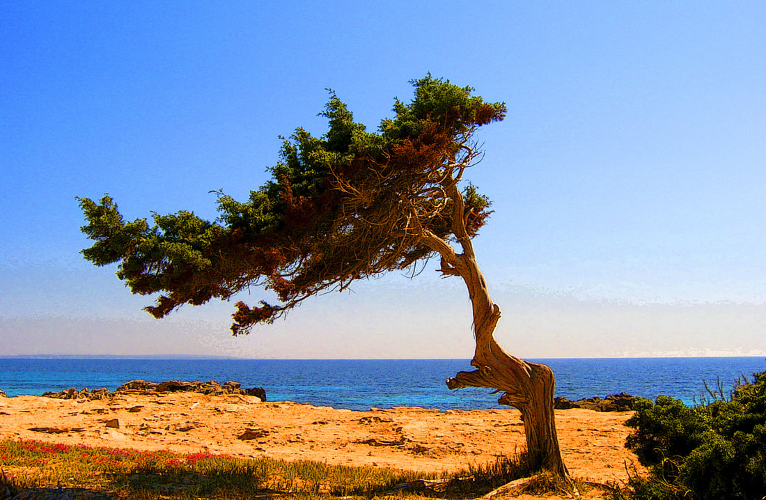 Pine Tree Ibiza