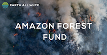 Amazon Forest Fund